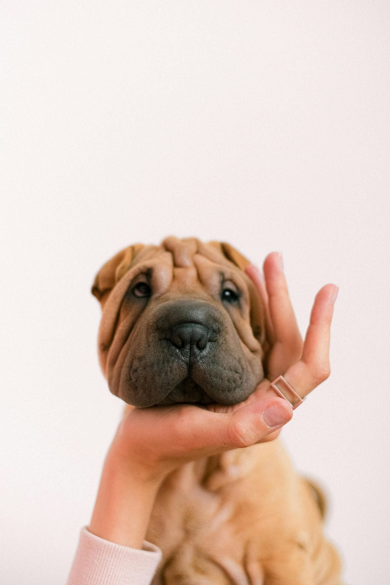 Dogs