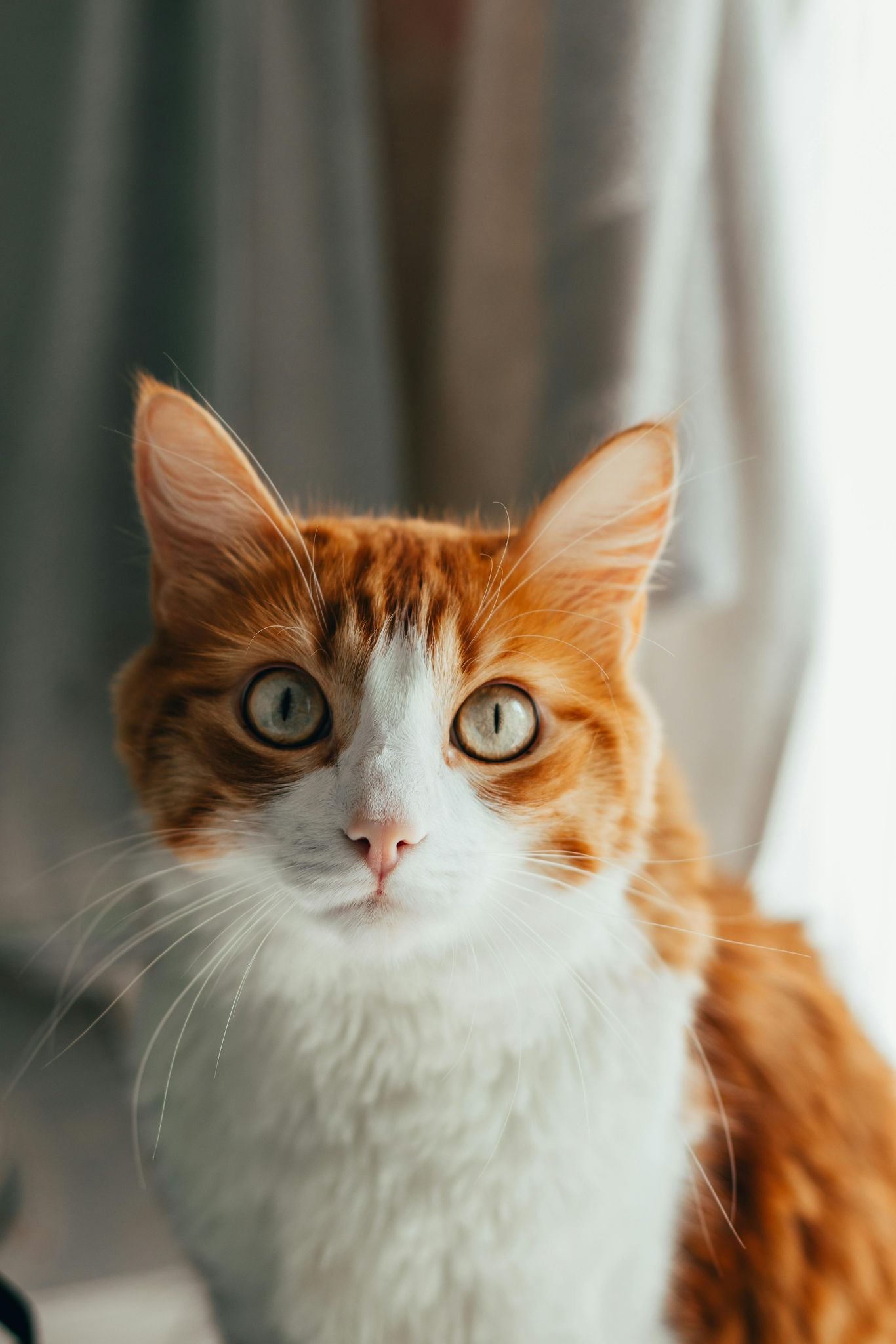 Cats